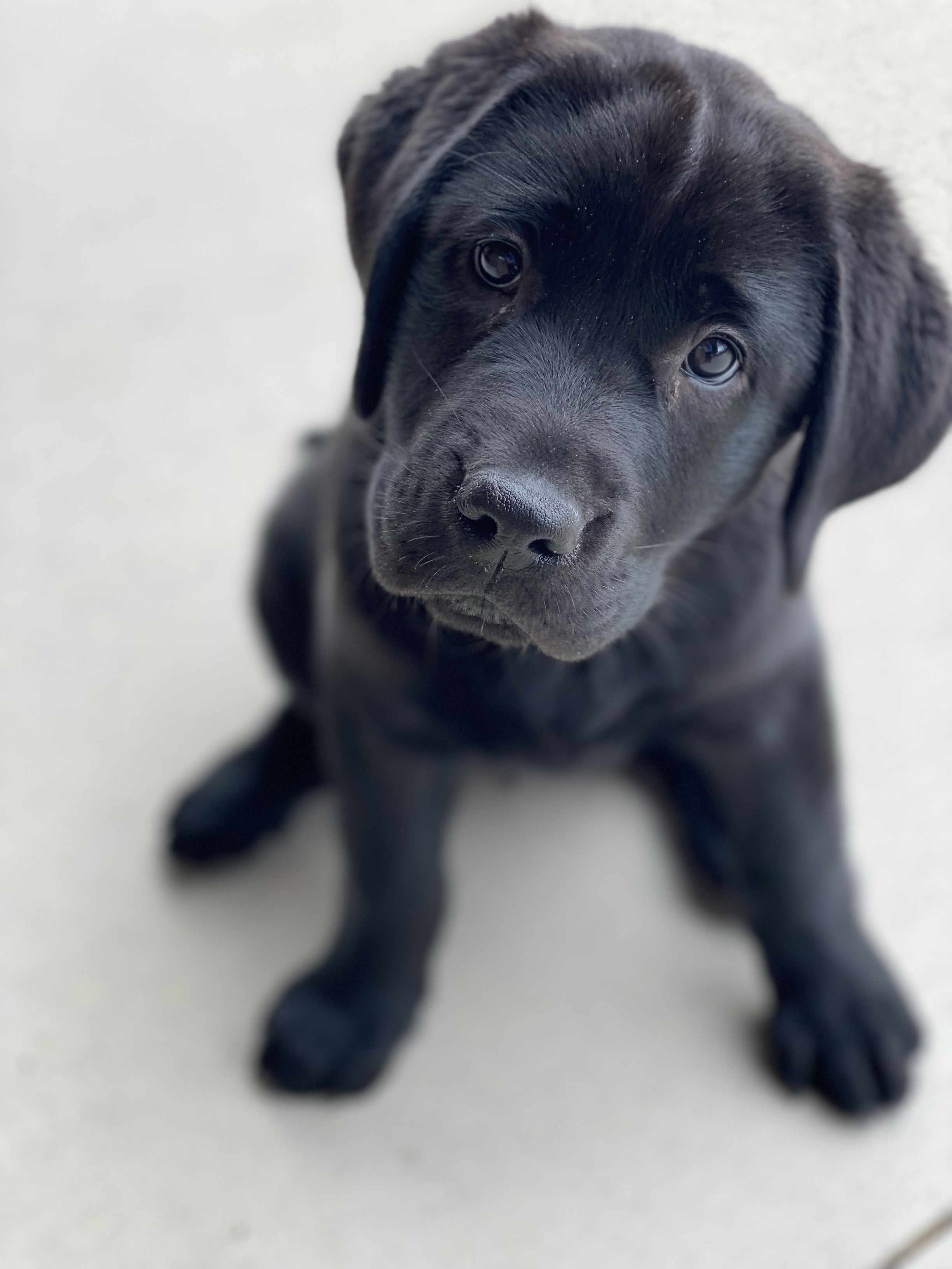 Black lab puppy 1