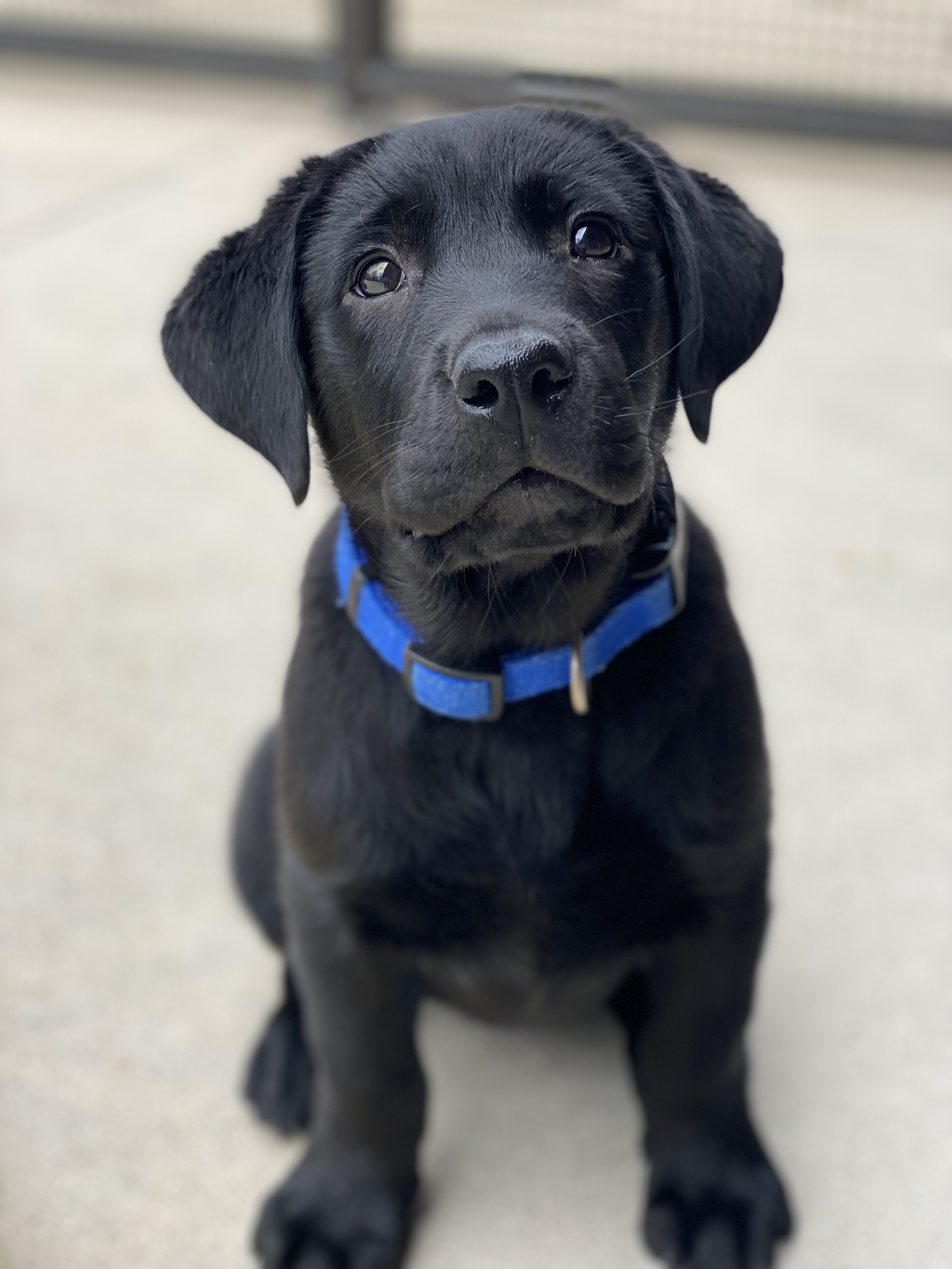 black lab puppy 3